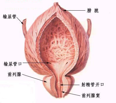 前列腺炎