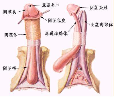 勃起障碍